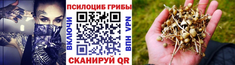 Псилоцибиновые грибы Psilocybine cubensis Десногорск