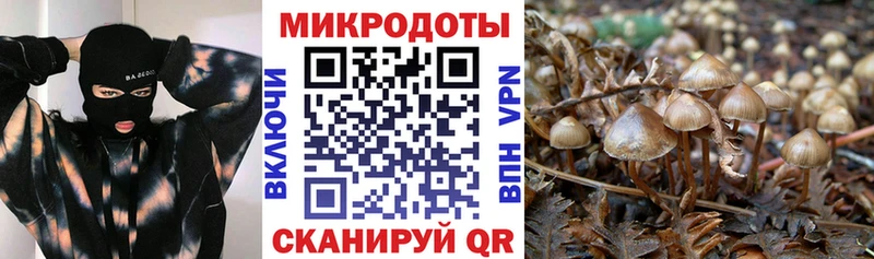 Псилоцибиновые грибы Cubensis  Купить где  Десногорск 